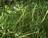 Brachypodium sylvaticum. Плодоносящие растения. Курская обл., г. Железногорск, лес у ж.д. вокзала. 30 июля 2007 г.