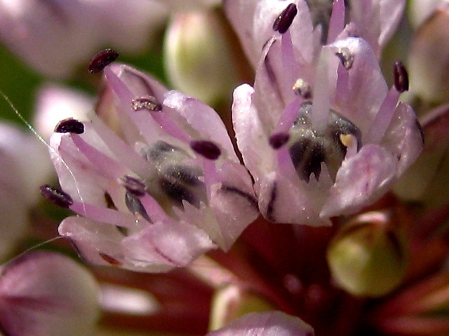 Image of Allium strictum specimen.