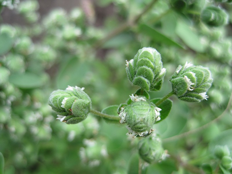 Image of Majorana hortensis specimen.