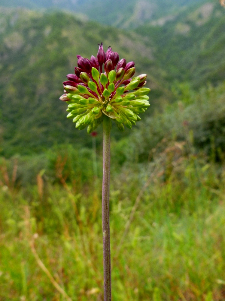 Image of Allium fuscoviolaceum specimen.