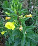 Oenothera rubricaulis. Верхняя часть цветущего растения. Беларусь, г. Брест, мемориальный комплекс «Брестская крепость-герой». 30.06.2012.