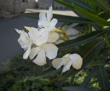 Nerium oleander