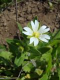 Cerastium nemorale