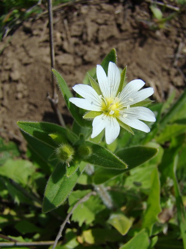 Image of Cerastium nemorale specimen.