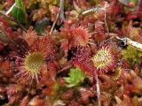 Drosera rotundifolia. Листья. Тверская обл., Жарковский р-н, болото Пелецкий Мох. 29.08.2012.
