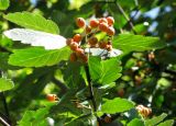 Sorbus intermedia. Верхушка побега с соплодием. Австрия, Вена, парк Зигмунд-Фройд. 10.09.2012.