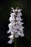 Image of taxon representative. Author is Евгений Давкаев