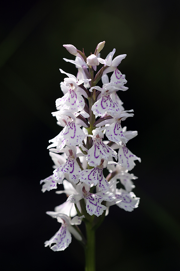 Image of Dactylorhiza maculata specimen.