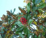 Magnolia grandiflora