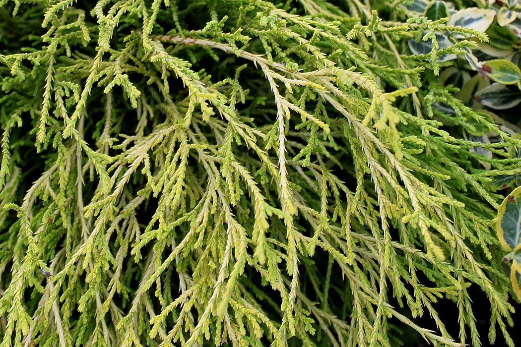 Изображение особи Chamaecyparis pisifera.