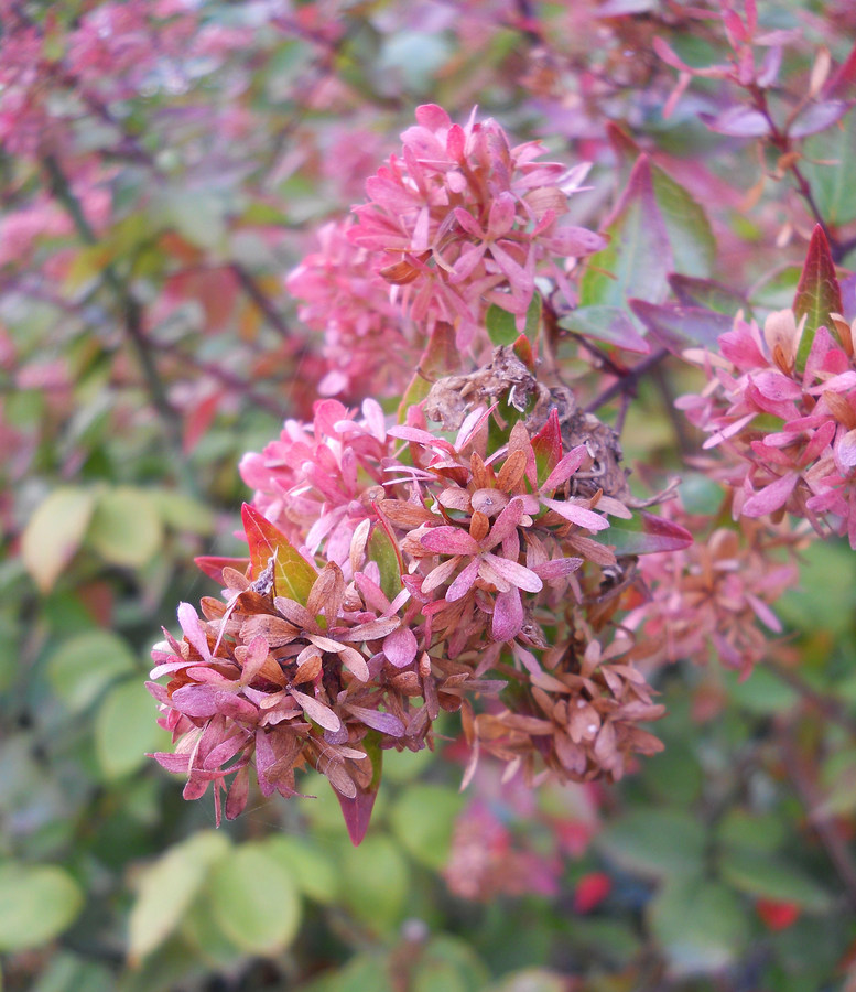 Image of Abelia &times; grandiflora specimen.