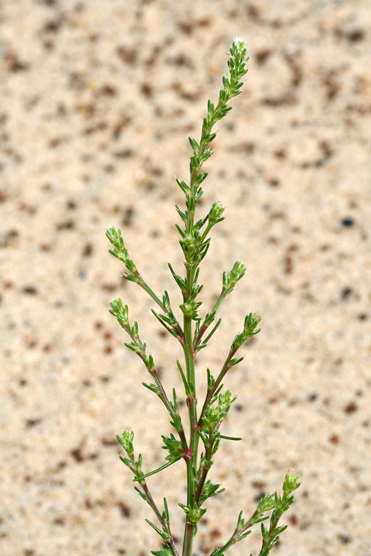 Изображение особи Salsola collina.