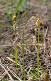 Carex caryophyllea