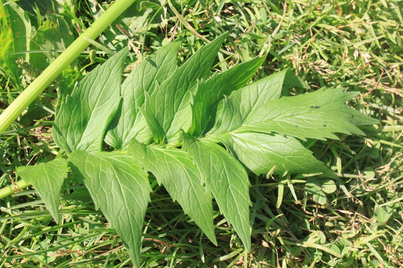 Image of Valeriana officinalis specimen.