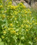 Scrophularia chrysantha