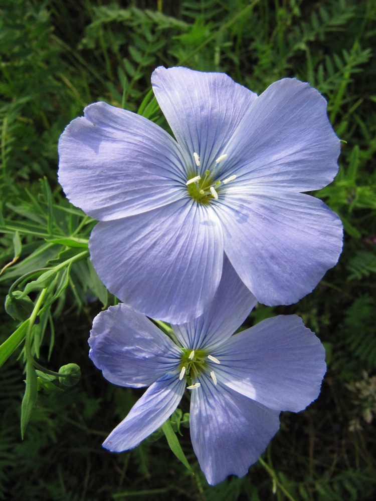 Image of Linum komarovii specimen.