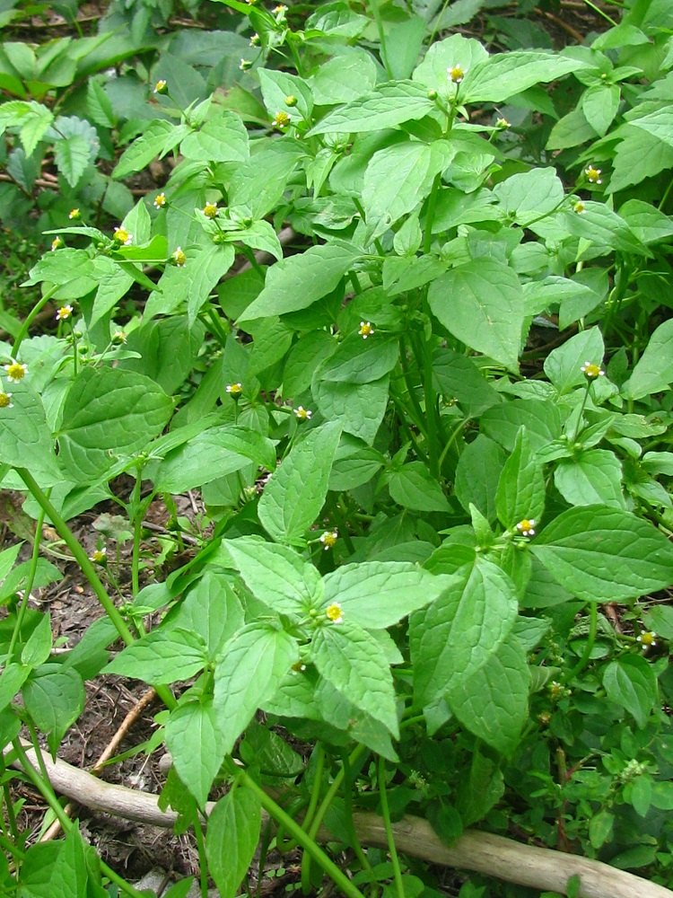 Image of Galinsoga parviflora specimen.