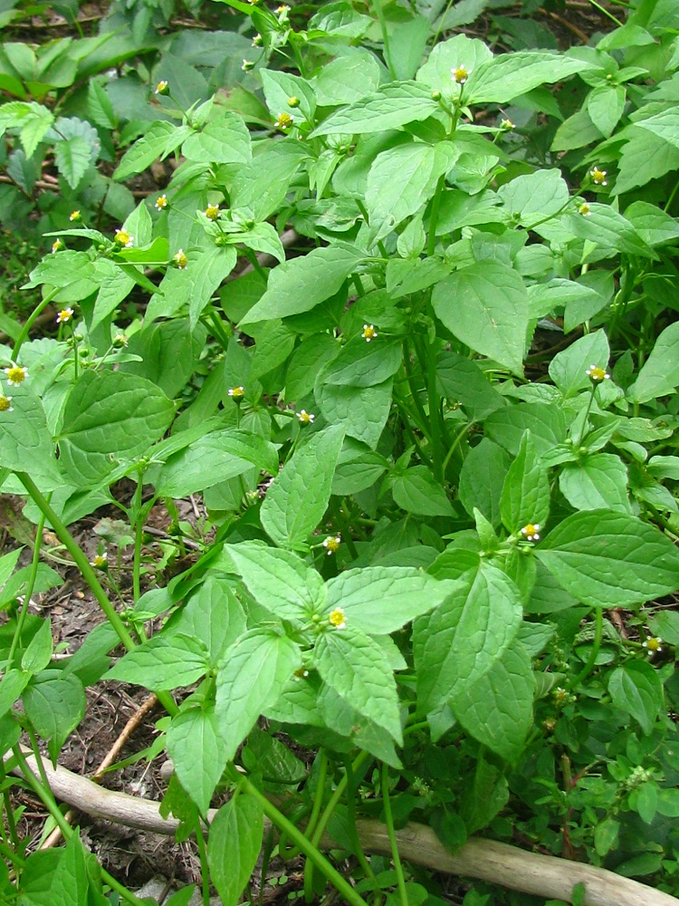 Изображение особи Galinsoga parviflora.