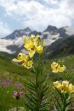 Lilium kesselringianum