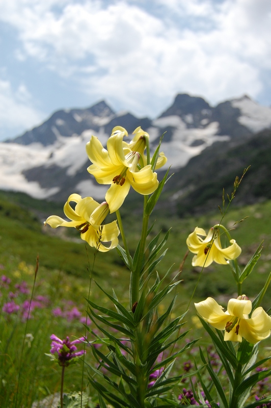 Image of Lilium kesselringianum specimen.