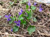 Viola odorata