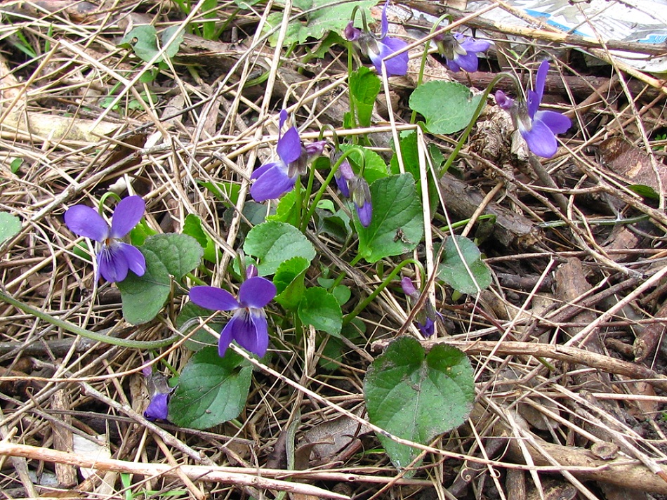 Image of Viola odorata specimen.