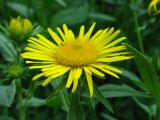 Inula britannica