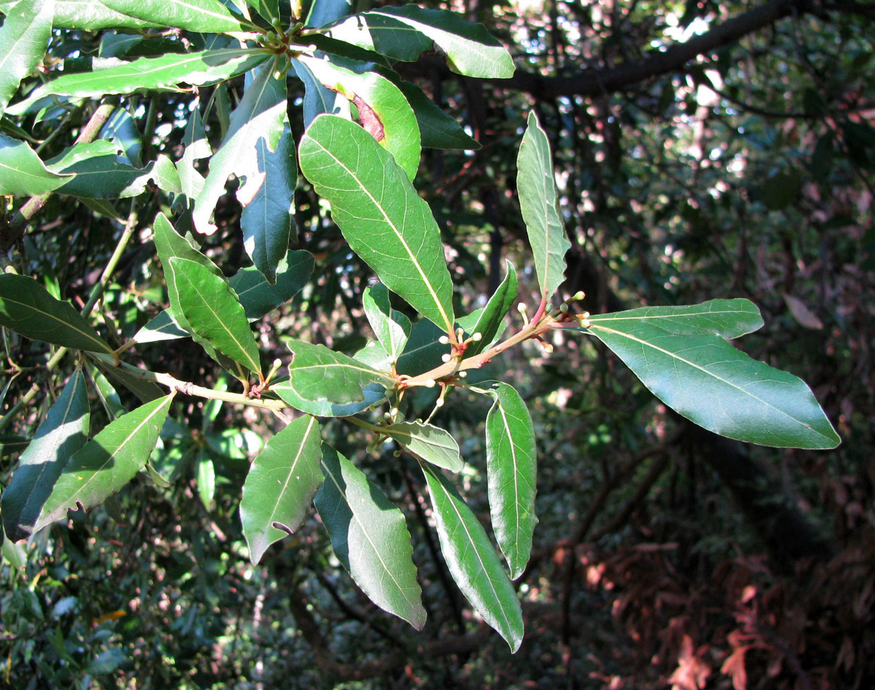 Изображение особи Laurus nobilis.