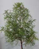 Juniperus × pfitzeriana. Веточка. Германия, г. Кемпен, в культуре. 03.03.2013.
