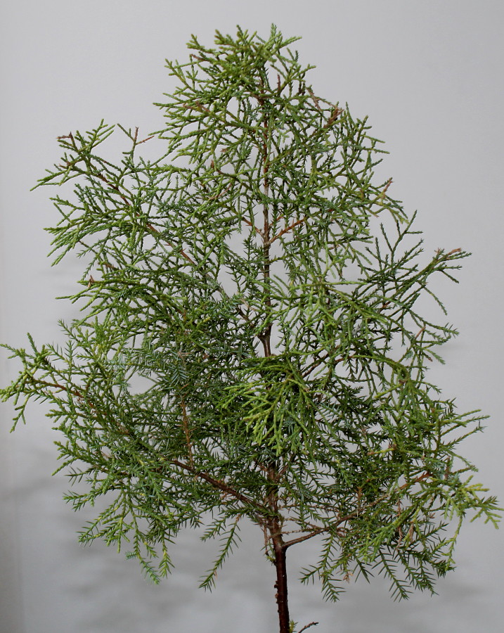 Image of Juniperus × pfitzeriana specimen.