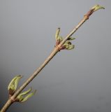 Viburnum plicatum. Верхняя часть побега и распускающимися почками. Германия, г. Кемпен, в прогулочной зоне. 22.03.2013.