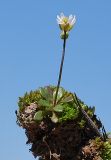 Erophila verna