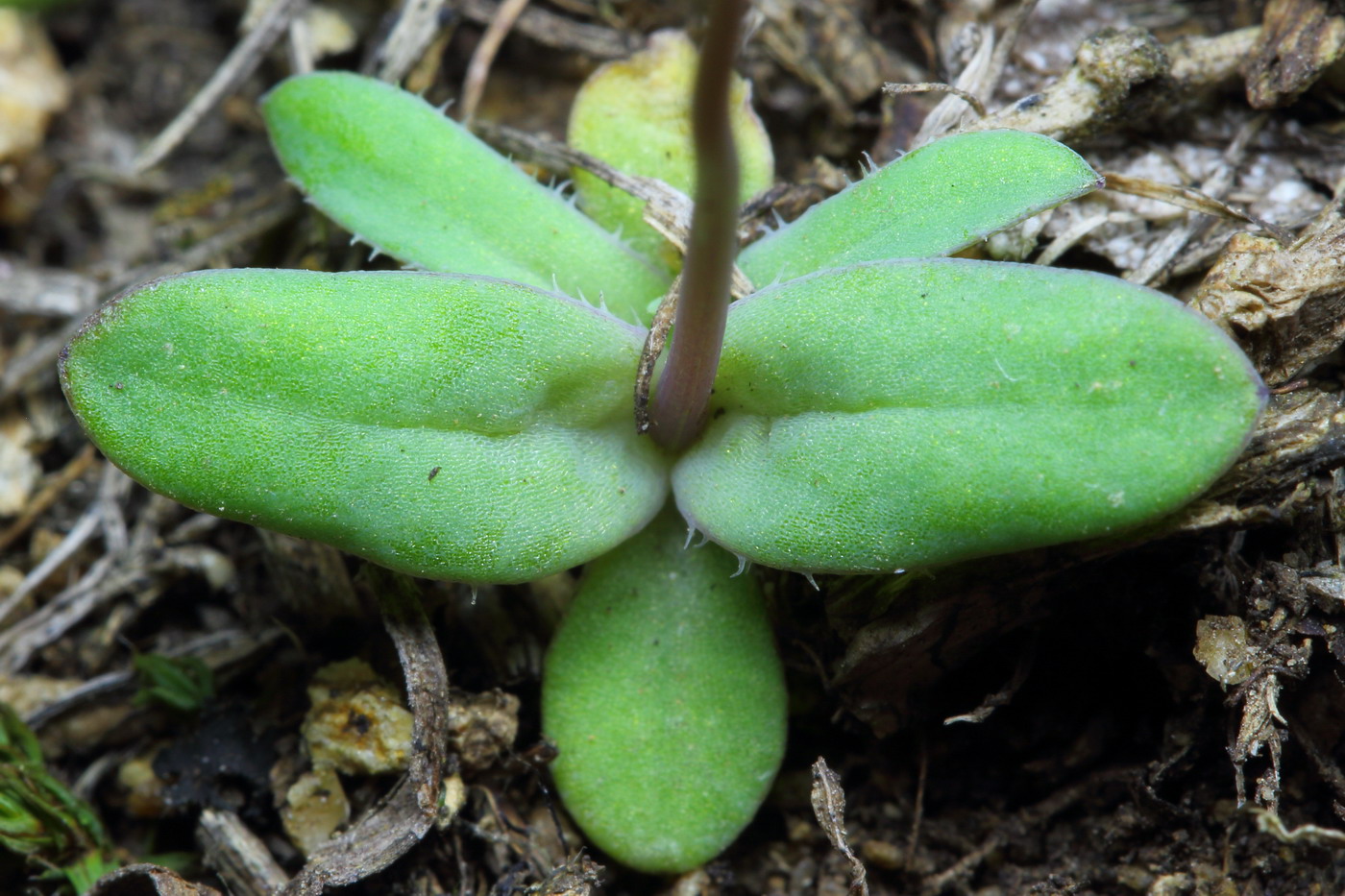 Изображение особи Holosteum umbellatum.