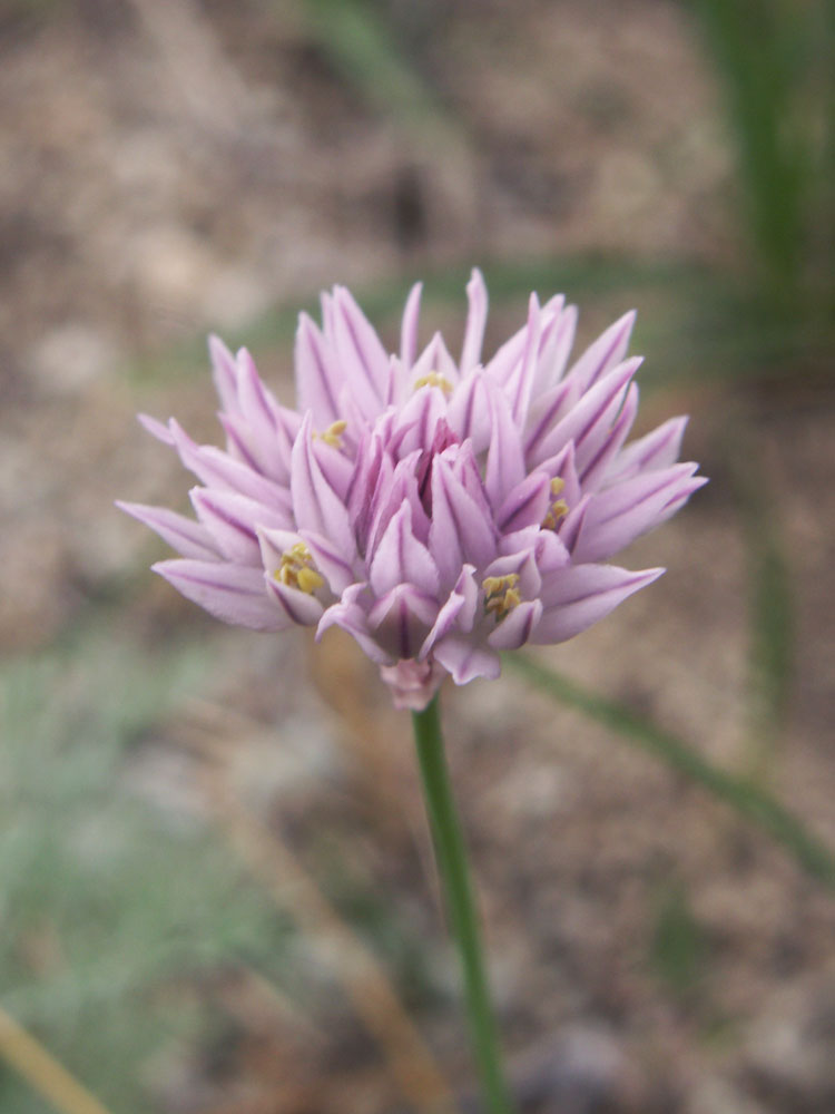 Image of Allium anisotepalum specimen.