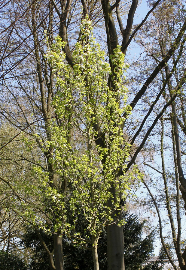 Image of Pyrus pyraster specimen.