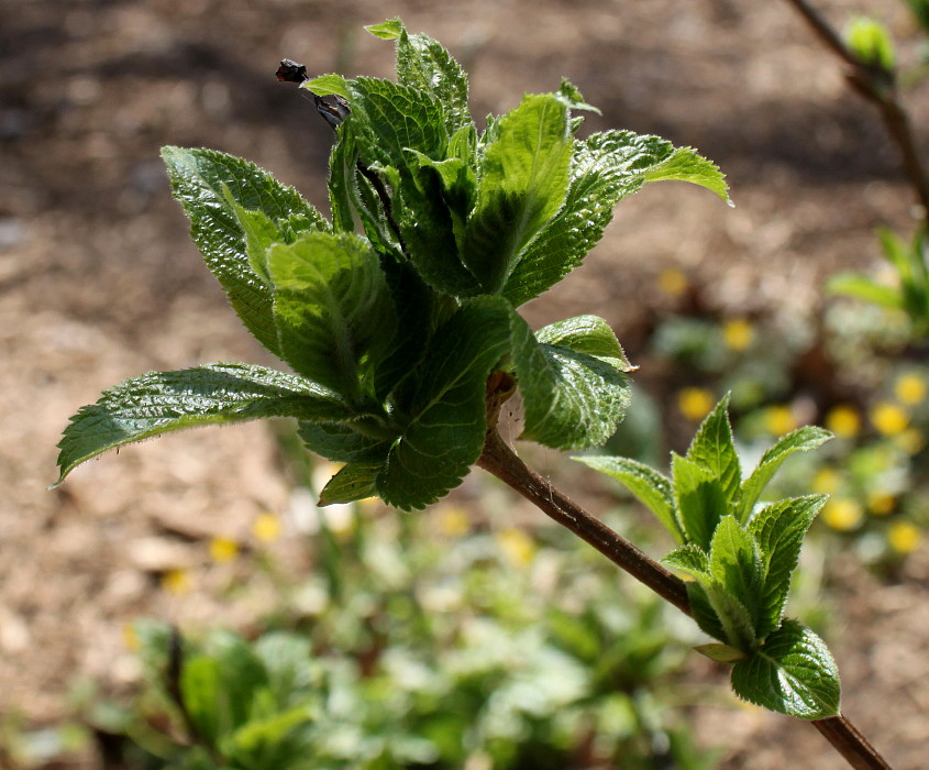 Image of Weigela middendorffiana specimen.
