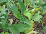 Phlomoides tuberosa