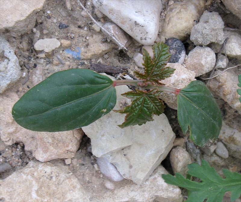 Image of Ricinus communis specimen.