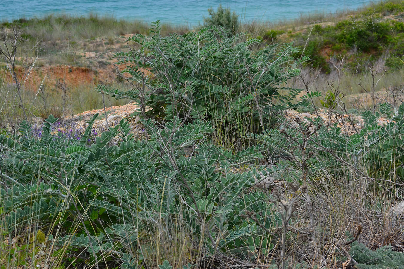 Изображение особи Onobrychis pallasii.