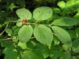 Lonicera xylosteum. Побег с плодами. Санкт-Петербург, Дудергофские высоты. 27.07.2007.