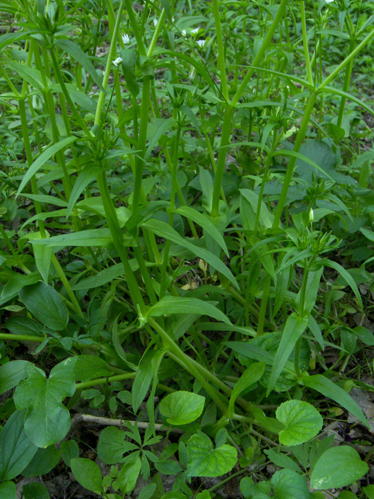 Image of Cerastium holosteum specimen.