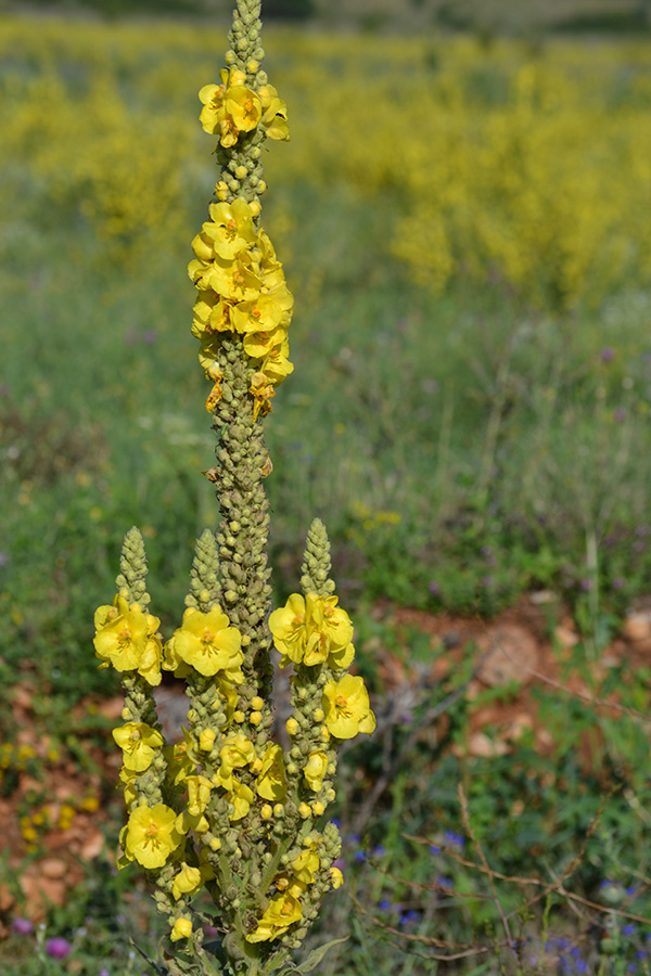 Изображение особи Verbascum phlomoides.