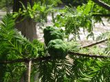 Taxodium distichum