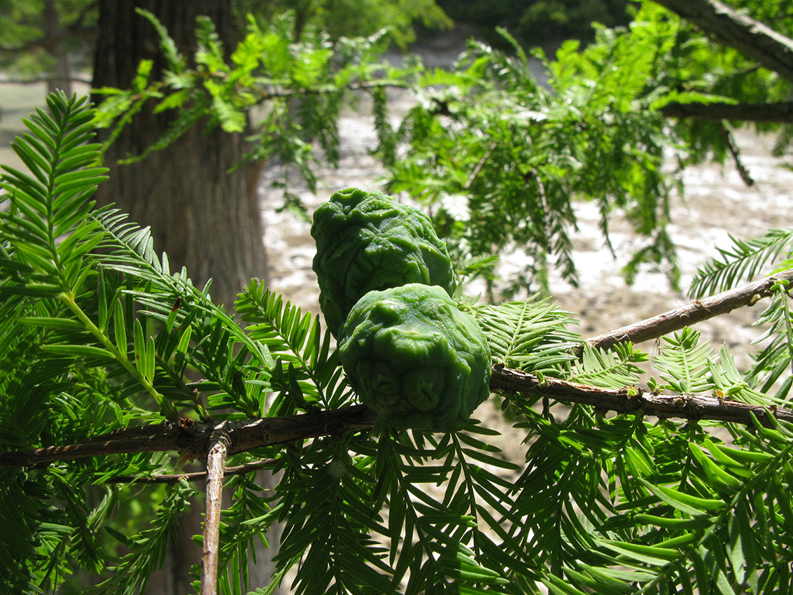 Изображение особи Taxodium distichum.