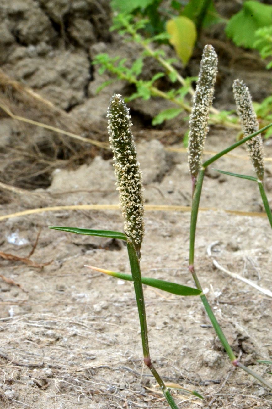 Image of Crypsis alopecuroides specimen.