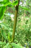 Eruca sativa