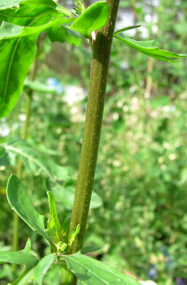 Изображение особи Eruca sativa.