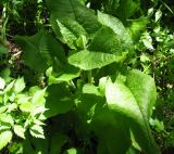 Crepis sibirica. Верхняя часть растения. Костромская обл., Кологривский район, заповедник \"Кологривский лес\", пойма р. Вонюх. 2 июня 2013 г.