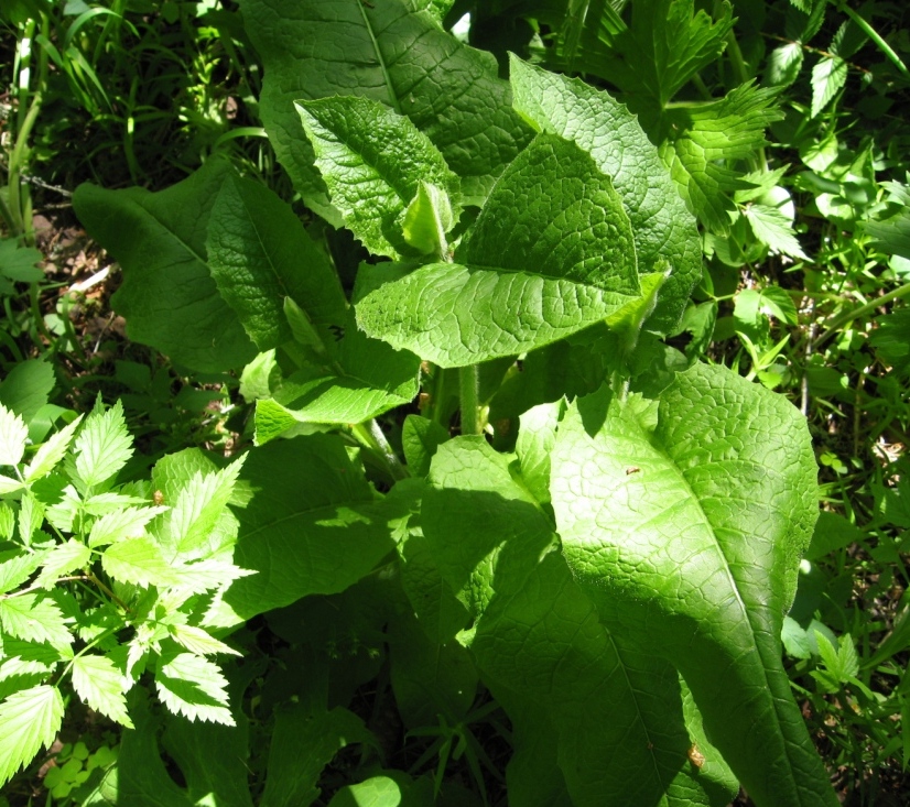 Изображение особи Crepis sibirica.