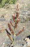 Echinochloa crus-galli